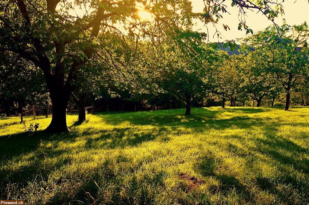 Bild 3: Obstwiese/Garten/Freizeitgrundstück um Schaffhausen gesucht