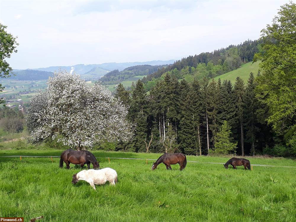 Bild 1: Freie Plätze, Fohlen- und Altersweide, Ferienpferde