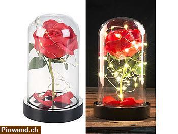 Bild 1: Rote Rose von Sharon mit LED-Kette, im Glasdeckel