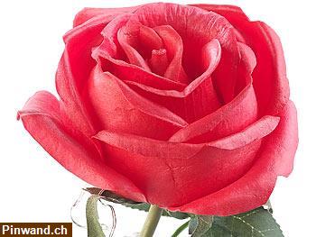 Bild 2: Rote Rose von Sharon mit LED-Kette, im Glasdeckel