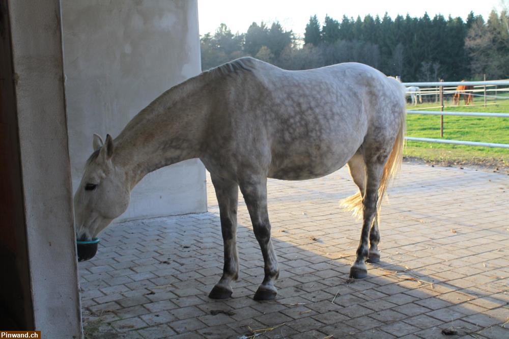 Bild 3: Altersweide im Offenstall mit 24h Heu und Täglichem Weidegang