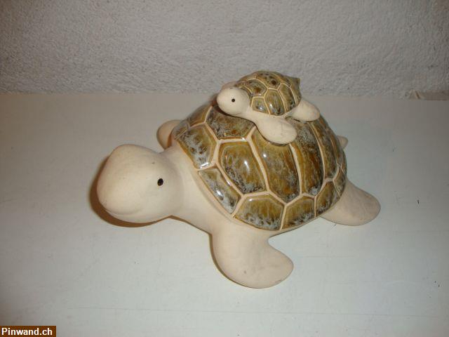 Bild 1: 2 Schildkröten für Deko zu verkaufen