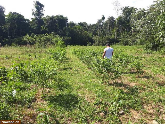 Brasilien 294 Ha Bauernhaus Tiefpreis-Grundstück bei Presidente Figueiredo AM