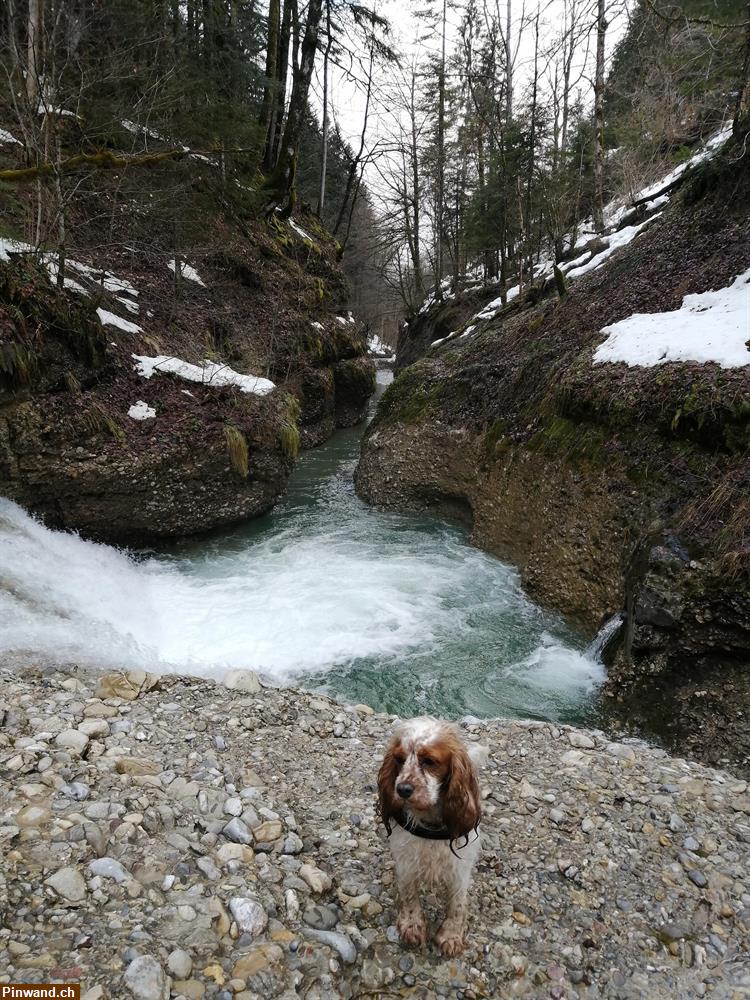 Bild 1: Hundebetreuung, Haussitting Raum Zh-oberland