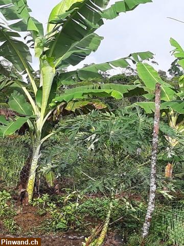 Bild 3: Brasilien 60 Ha Grundstück in der Nähe von Manaus AM