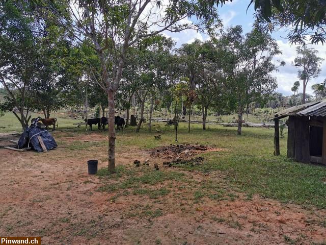 Bild 5: Brasilien 60 Ha Grundstück in der Nähe von Manaus AM