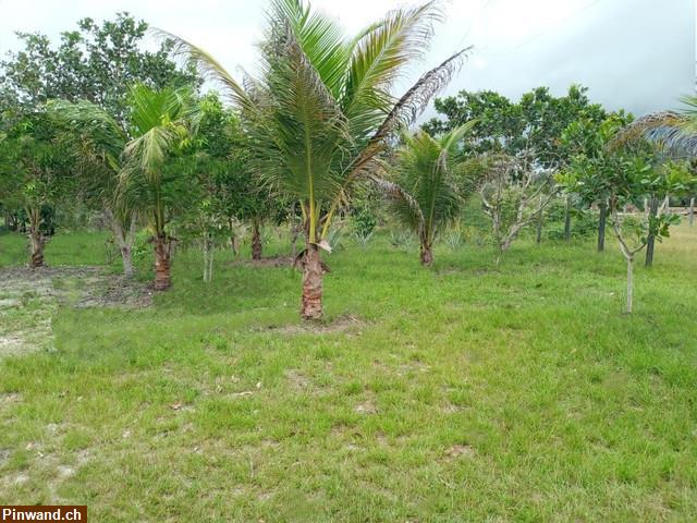 Bild 2: Brasilien 50 Ha Grundstück mit Haus und Fruchtpflanzungen in der Nähe von Manaus AM