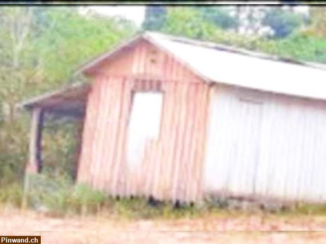 Bild 3: Brasilien 50 Ha Grundstück mit Haus und Fruchtpflanzungen in der Nähe von Manaus AM