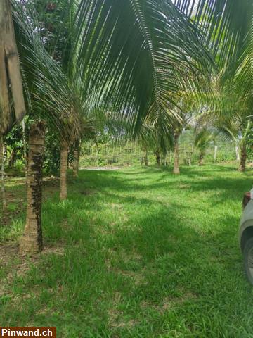 Bild 4: Brasilien 50 Ha Grundstück mit Haus und Fruchtpflanzungen in der Nähe von Manaus AM