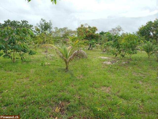 Bild 5: Brasilien 50 Ha Grundstück mit Haus und Fruchtpflanzungen in der Nähe von Manaus AM