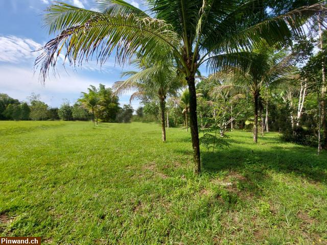 Bild 6: Brasilien 50 Ha Grundstück mit Haus und Fruchtpflanzungen in der Nähe von Manaus AM