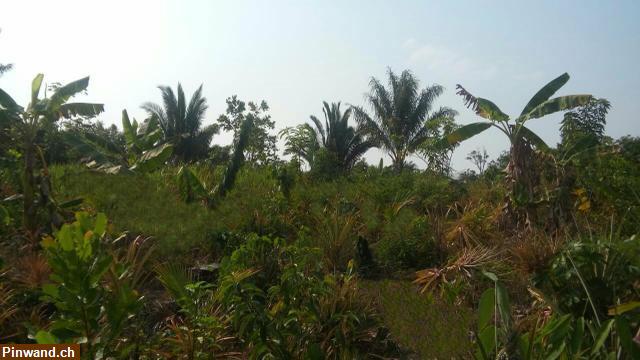 Bild 8: Brasilien 50 Ha Grundstück mit Haus und Fruchtpflanzungen in der Nähe von Manaus AM