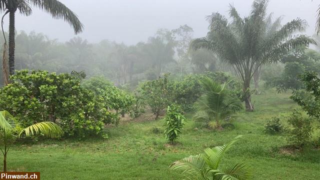 Bild 4: Brasilien 285 Ha Farm mit Rohstoffen Region Novo Aripuana
