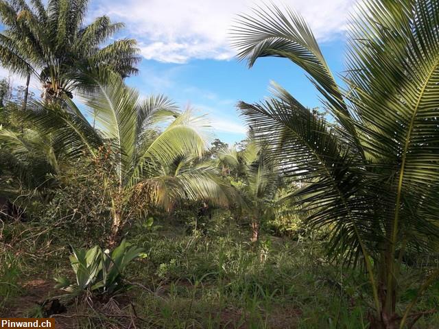 Bild 5: Brasilien 285 Ha Farm mit Rohstoffen Region Novo Aripuana