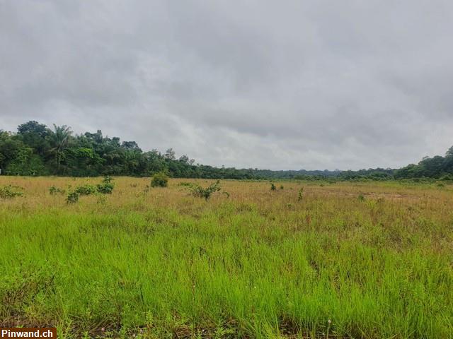 Bild 1: Brasilien 1'000 Ha Tiefpreis - Grundstück mit Rohstoffen Region Presidente Figueiredo - AM