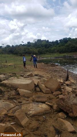 Bild 4: Brasilien 1'000 Ha Tiefpreis - Grundstück mit Rohstoffen Region Presidente Figueiredo - AM