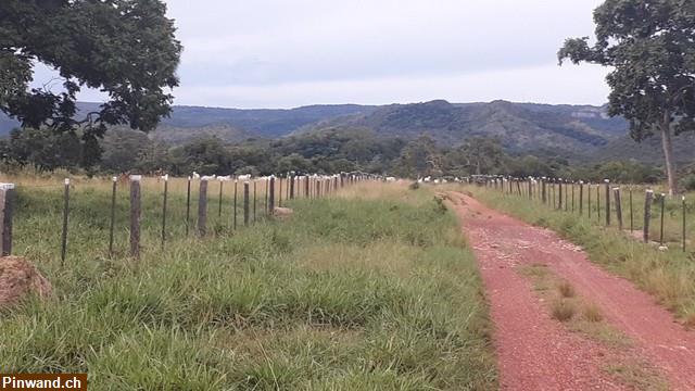 Bild 12: Brasilien 985 Ha grosse Fazenda Region Cuiabá MT