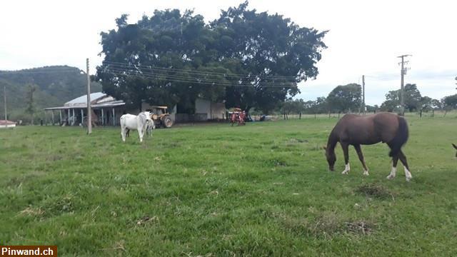 Bild 17: Brasilien 985 Ha grosse Fazenda Region Cuiabá MT