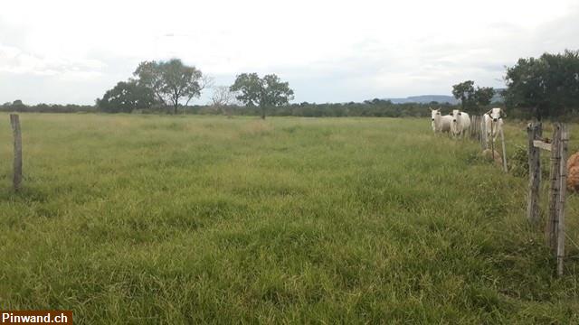 Bild 2: Brasilien 985 Ha grosse Fazenda Region Cuiabá MT