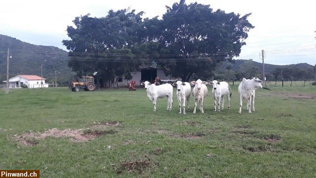 Bild 6: Brasilien 985 Ha grosse Fazenda Region Cuiabá MT