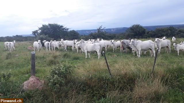 Bild 7: Brasilien 985 Ha grosse Fazenda Region Cuiabá MT