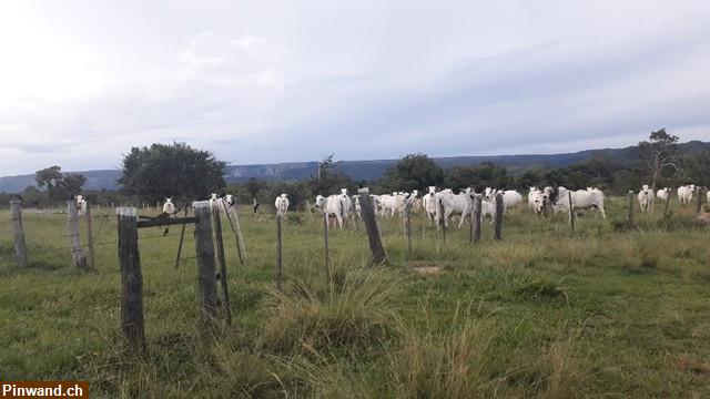 Bild 8: Brasilien 985 Ha grosse Fazenda Region Cuiabá MT