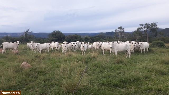 Bild 9: Brasilien 985 Ha grosse Fazenda Region Cuiabá MT