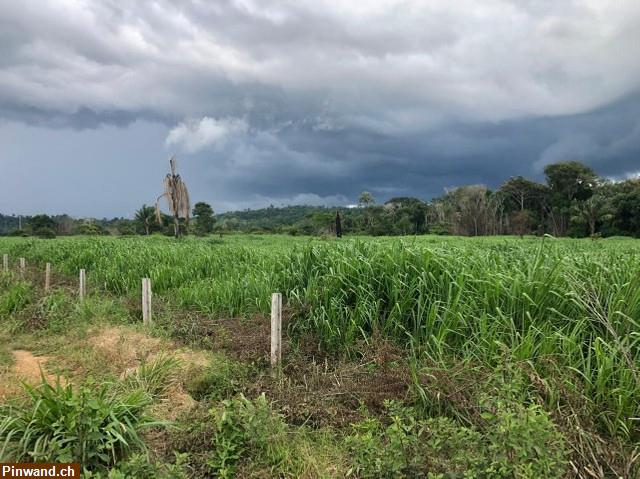 Bild 3: Brasilien 465 Ha Fazenda für Nova Maringá MT