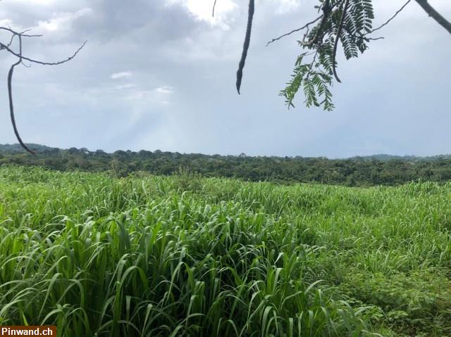 Bild 5: Brasilien 465 Ha Fazenda für Nova Maringá MT
