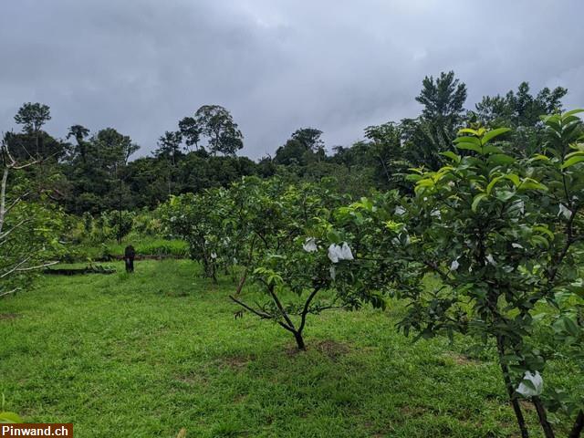 Bild 1: Brasilien 80 Ha Tiefpreis-Grundstück Früchtefarm bei  Manaus AM
