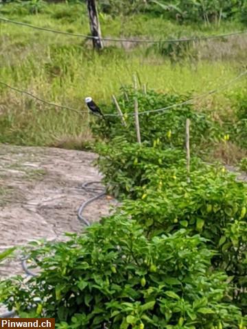 Bild 3: Brasilien 80 Ha Tiefpreis-Grundstück Früchtefarm bei  Manaus AM