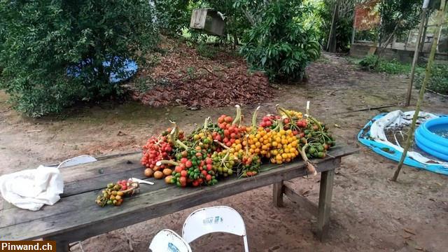 Bild 5: Brasilien 80 Ha Tiefpreis-Grundstück Früchtefarm bei  Manaus AM