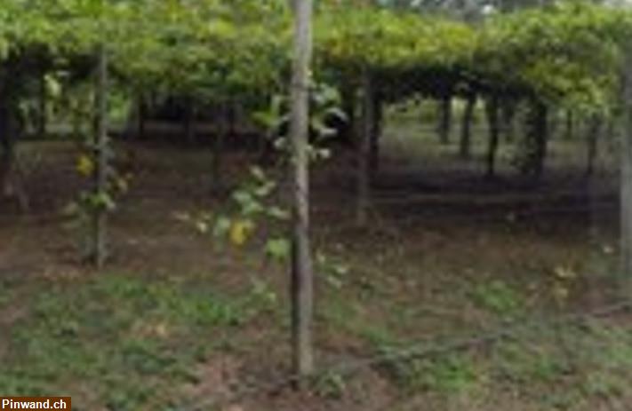 Bild 6: Brasilien 80 Ha Tiefpreis-Grundstück Früchtefarm bei  Manaus AM