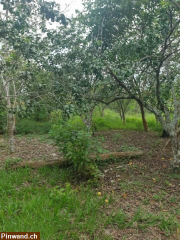 Bild 7: Brasilien 80 Ha Tiefpreis-Grundstück Früchtefarm bei  Manaus AM