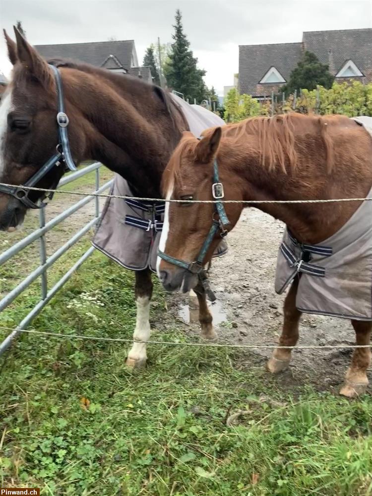 Bild 1: Araberwallach  Kleinpferd in  Binningen