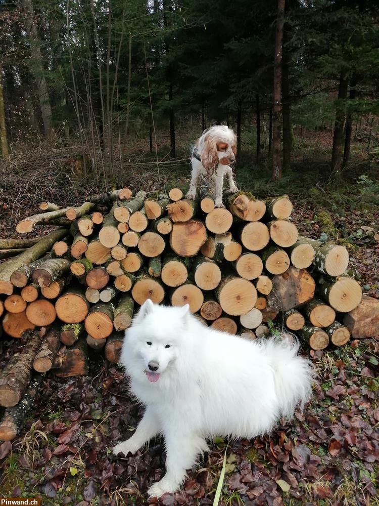 Bild 1: Tages und Ferienbetreuung, Dogwalking für Hunde