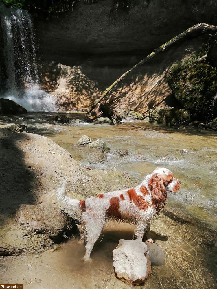 Bild 2: Biete Hundebetreuung und Dogwalking