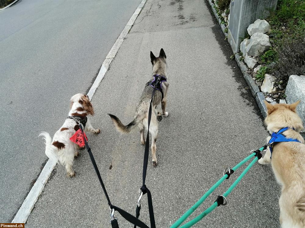 Bild 3: Biete Hundebetreuung und Dogwalking