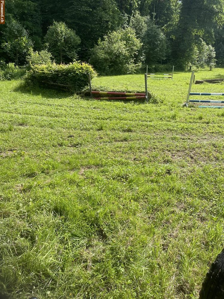 Bild 4: Reitplatz für Gästereiter in Allschwil BL