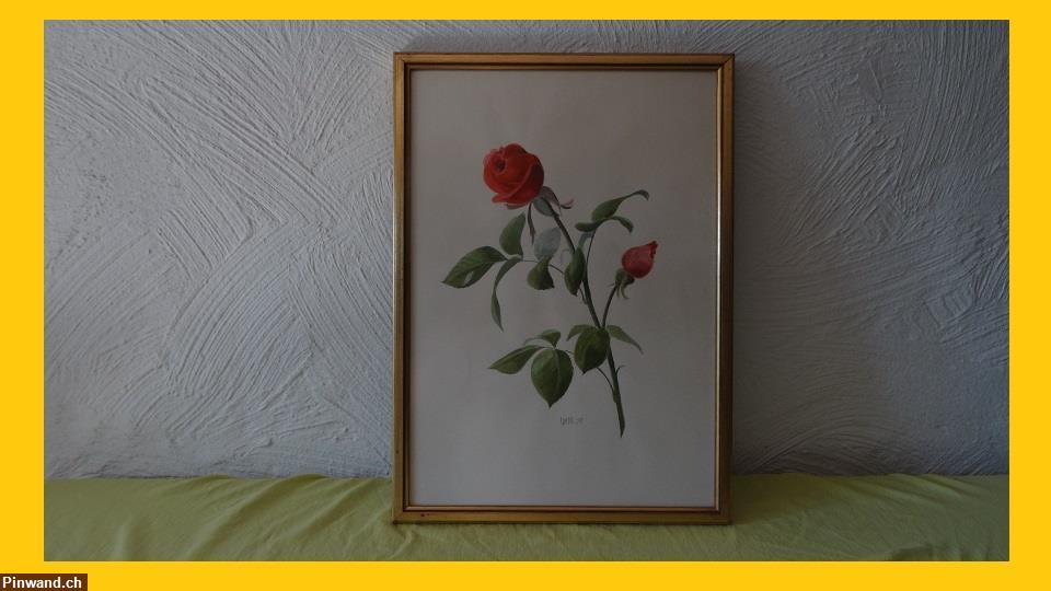 Bild 1: Handsigniert Aquarell Gemälde Roses Bild zu verkaufen