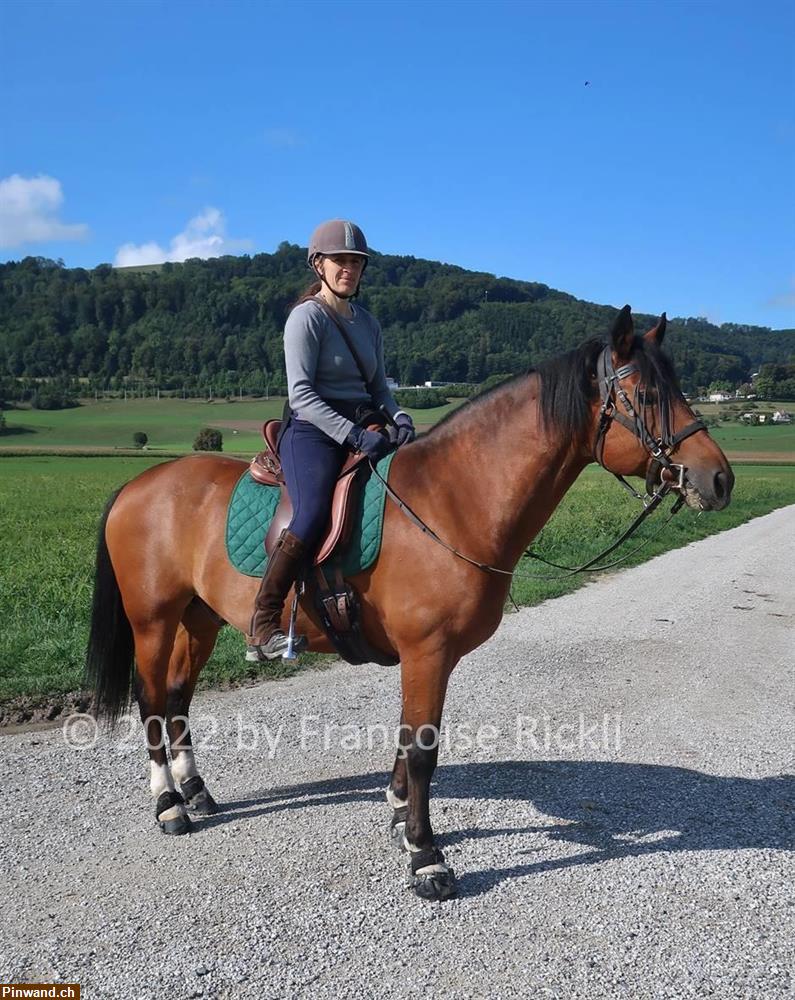 Bild 1: Biete Reitbeteiligung in Kehrsatz BE