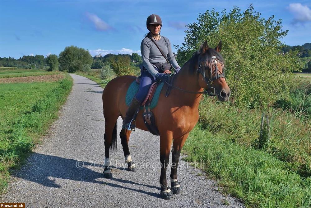 Bild 4: Biete Reitbeteiligung in Kehrsatz BE