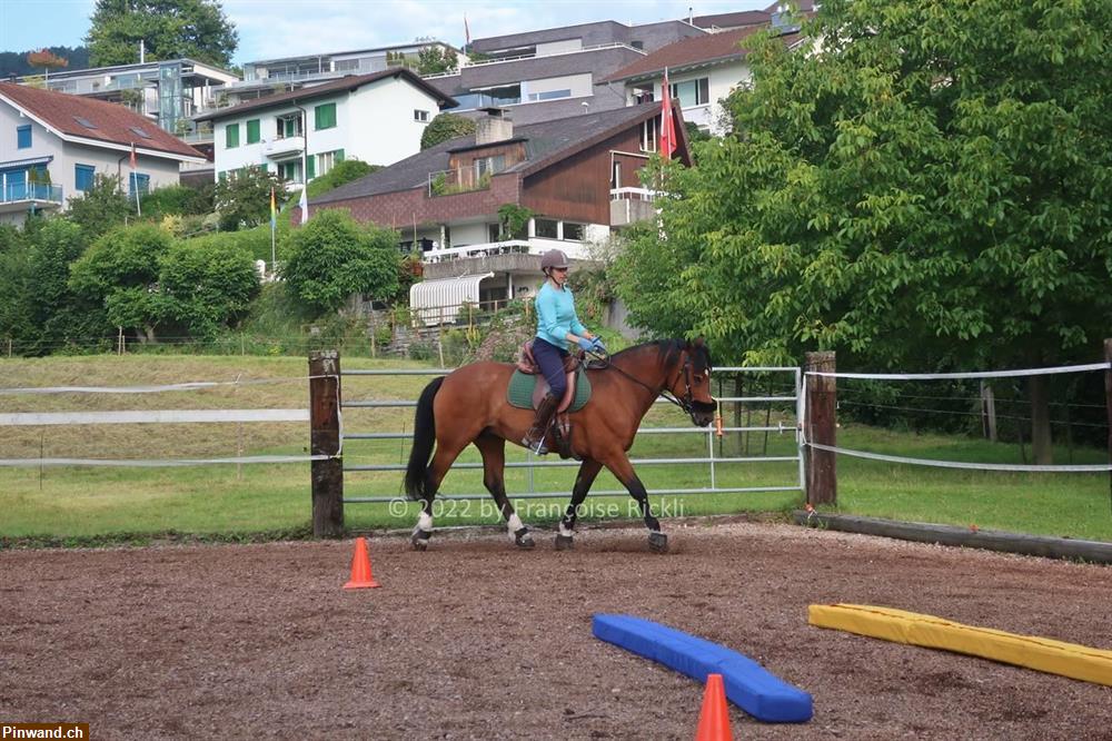 Bild 5: Biete Reitbeteiligung in Kehrsatz BE