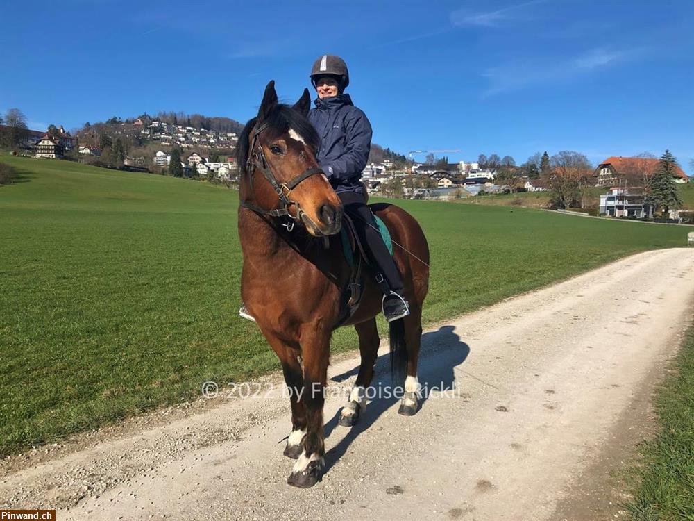 Bild 6: Biete Reitbeteiligung in Kehrsatz BE