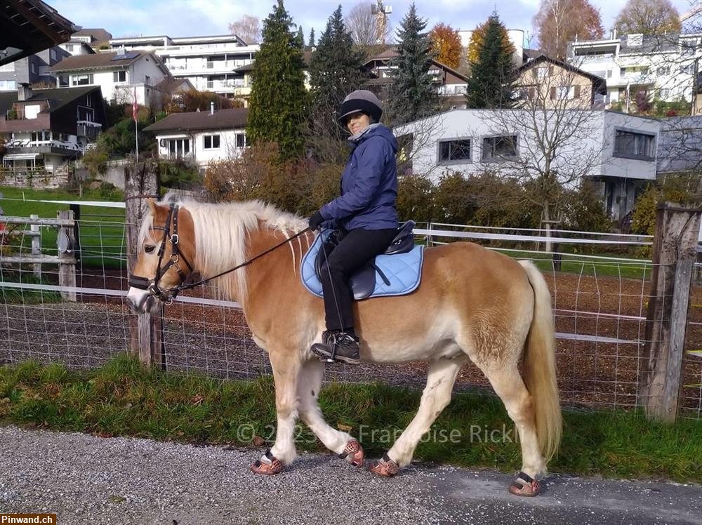 Bild 7: Biete Reitbeteiligung in Kehrsatz BE