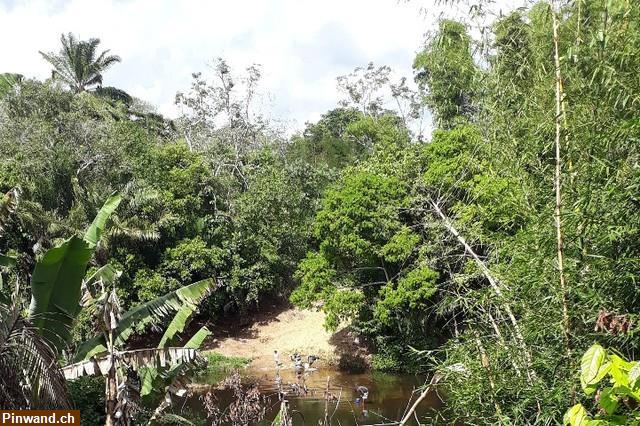 Bild 2: Brasilien: riesengrosses 1'000 Ha Grundstück zu verkaufen