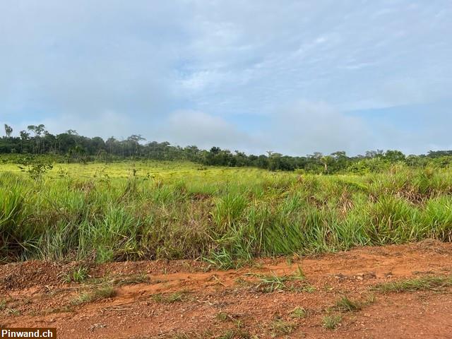 Bild 3: Brasilien: riesengrosses 3'000 Ha Grundstück zu verkaufen