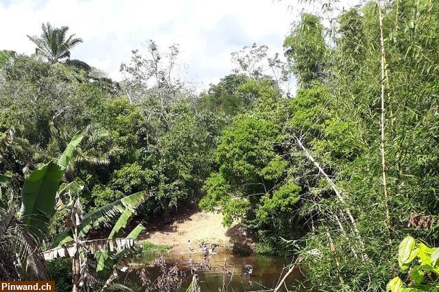 Bild 2: Brasilien riesengrosses 1'000 Ha Tiefpreis - Grundstück mit Rohstoffen