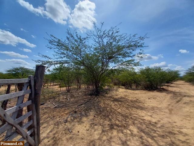 Bild 3: Brasilien riesengrosses 950 Ha Grundstück Region Arcoverde - PE