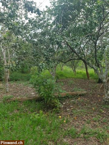 Bild 2: Brasilien 80 Ha Tiefpreis - Grundstück mit Rohstoffen Region Manaus
